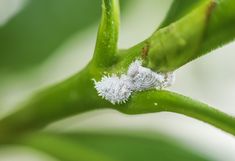 a close up view of a green plant with snow on it's leaves and buds