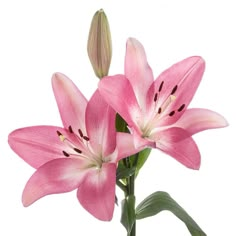 pink flowers are in a vase on a white background