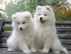 two white dogs sitting on top of a wooden bench