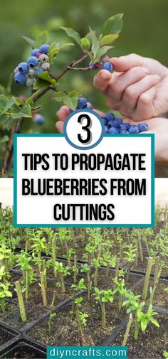 blueberries growing in a garden with the title 3 tips to propagate blueberries from cuttings