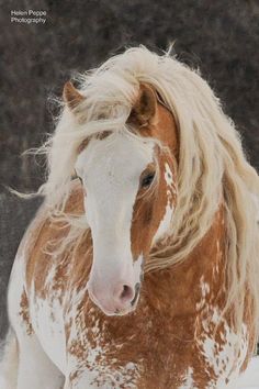 a brown and white horse with blonde hair standing in the snow next to some trees