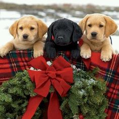 three puppies are sitting in a christmas wreath