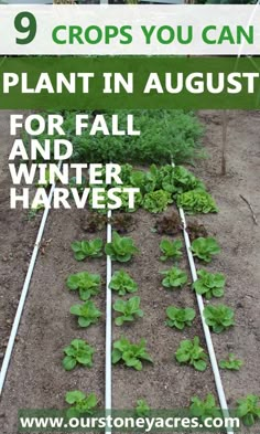 there are many plants growing in the ground with words above them that read 9 crops you can plant in august for fall and winter harvest harvest