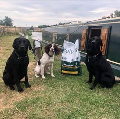 three black and white dogs sitting on the grass next to a trailer with bags of food