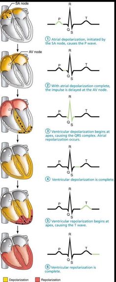 Good Notes Anatomy, Ekg Technician Aesthetic, Cardiology Study, Ekg Nursing, Notes Anatomy, Ekg Interpretation