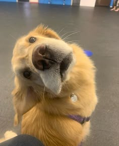 a close up of a dog with its mouth open