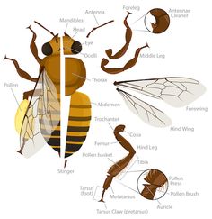 the anatomy of a honeybee and its different body parts, including wings, antennaes,