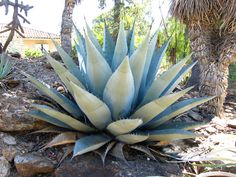 a large blue and white plant sitting on top of a rocky ground next to a palm tree