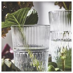 three clear glass vases with plants in the middle one has green leaves on it