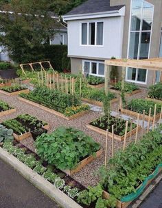 an outdoor garden with lots of plants growing in the ground and on top of it