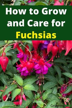 fuchsia flower Lawnless Landscaping, Fuscia Plant Care, Fuschia Plant Care, 8b Gardening, Fuchsia Plant In Pot, Growing Fuschia Plant, Fushia Plant, Fuschia Plant, Fuscia Plant