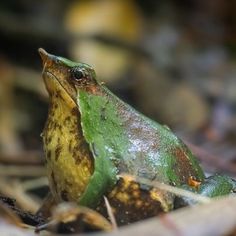 a green and yellow frog sitting on the ground