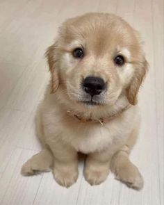 a puppy is sitting on the floor looking at the camera