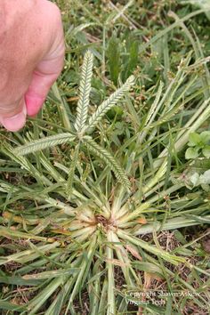 a hand is pointing at the top of a plant with long green leaves on it