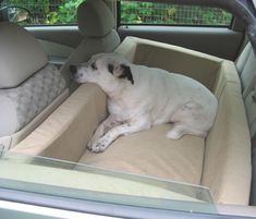 a dog laying in the back seat of a car