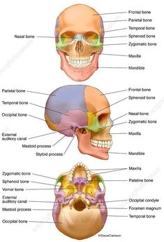 the bones and their major skeletal systems are labeled in this diagram, which shows the location of