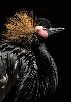 a bird with yellow and black feathers on its head