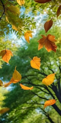 autumn leaves blowing in the wind on a sunny day