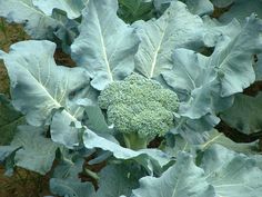 a broccoli plant with large leaves growing in the ground