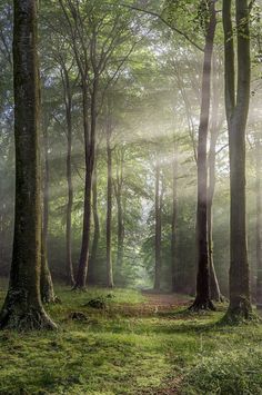 the sun shines through the trees in the forest with green grass on the ground