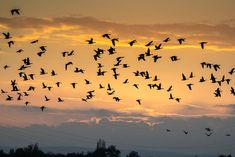 a flock of birds flying in the sky at sunset