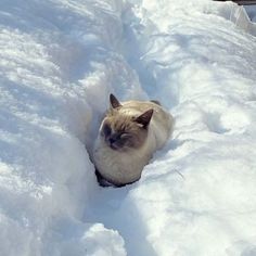 a cat that is laying down in the snow