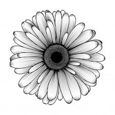 a black and white drawing of a large daisy flower with petals in the shape of a circle