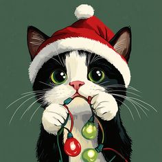 a black and white cat wearing a santa hat with christmas lights around it's neck