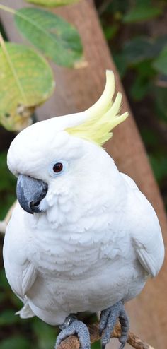 a white parrot with yellow feathers sitting on a branch