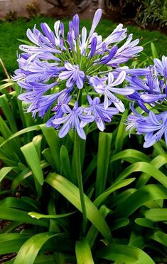 some blue flowers are growing in the grass