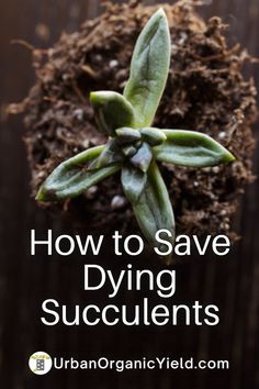 a plant with the words how to save dying succulents