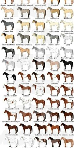 the different types of horses that are in each horse's body and their colors