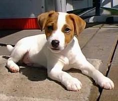 a small brown and white dog laying on top of cement