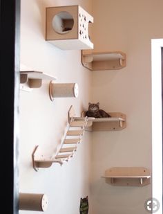 a cat sitting on top of a wooden shelf next to two shelves filled with cats