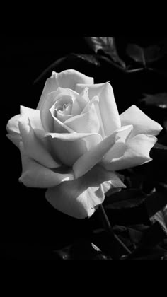 a black and white photo of a rose