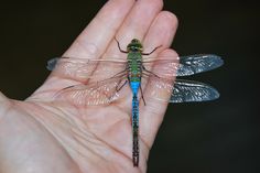 a small blue and green dragonfly sitting on top of a person's hand