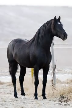 a black horse standing on top of a sandy beach