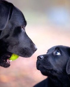 two black dogs are facing each other with a tennis ball in their mouth and one dog is looking at the other