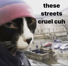 a black and white cat wearing a pink hat looking out a window at the street