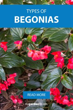 red flowers with green leaves and the words types of begonias read more on my gardenlife com