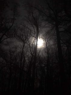 the sun is shining through the trees in the dark forest at night with no leaves on it