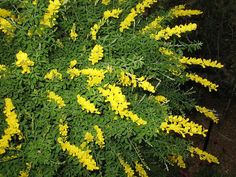 the yellow flowers are blooming all over the place in the garden, and it's hard to tell what color they are