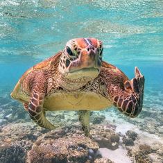 a sea turtle swimming in the ocean