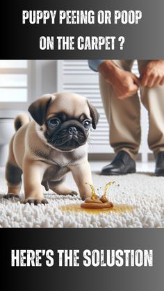 a small pug puppy standing on top of a white carpet next to a person