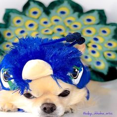 a small dog wearing a blue feather hat