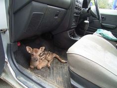 a baby deer is sitting in the back seat of a car