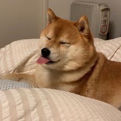 a brown dog laying on top of a bed with its tongue hanging out and his eyes closed