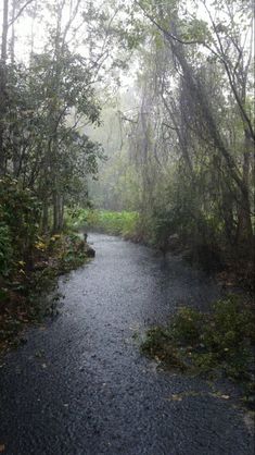 a small stream running through a forest filled with lots of trees and bushes on a foggy day