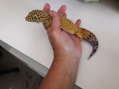 a person holding a small gecko up to the camera with it's hand