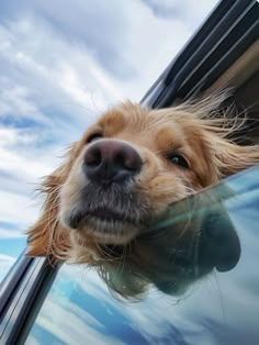 a dog sticking its head out the window of a car with it's nose hanging out